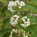 Callicarpa dichotoma 'Albibacca' fruit